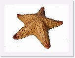 Starfish * 1024 x 768 * (73KB)