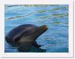 Dolphin 1 * 1024 x 768 * (72KB)