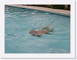 jason_dive1 * 1024 x 768 * (116KB)