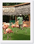Flamingos * 576 x 768 * (118KB)