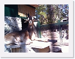 Goat * 1024 x 768 * (191KB)