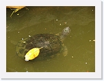 Turtle * 1024 x 768 * (66KB)